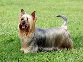 Silky Terrier